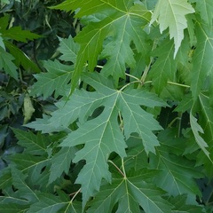 Acer saccharinum