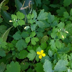 Chelidonium majus