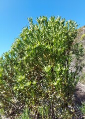 Leucadendron meridianum