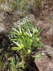 Leucadendron meridianum