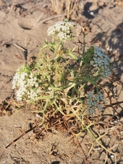 Echinophora spinosa