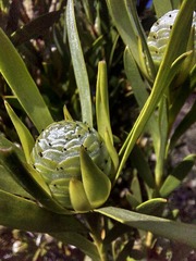 Leucadendron meridianum