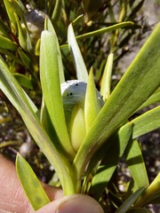 Leucadendron meridianum