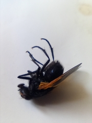 Mesembrina meridiana