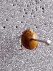 Adalia decempunctata