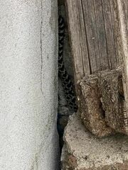 Elaphe quatuorlineata