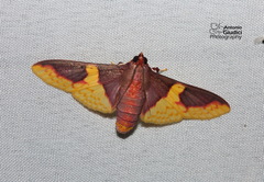 Pachynoa purpuralis