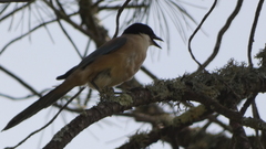 Cyanopica cooki