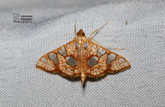 Glyphodes canthusalis