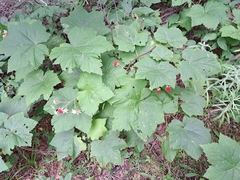 Rubus parviflorus