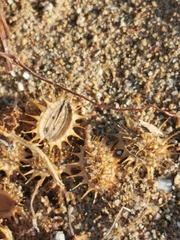 Echinophora spinosa