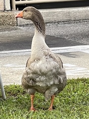 Anser anser domesticus