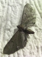 Eupithecia absinthiata