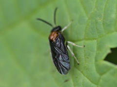 Symphyta