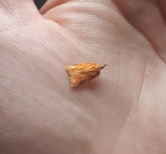 Cenopis reticulatana