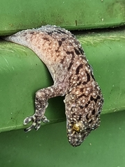 Gekko monarchus
