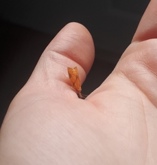 Cenopis reticulatana