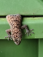 Gekko monarchus