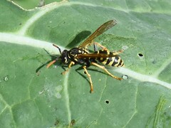 Polistes dominula