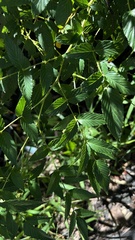 Rubus fraxinifolius