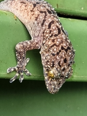 Gekko monarchus