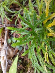 Diphasiastrum complanatum