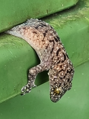 Gekko monarchus