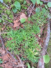 Diphasiastrum complanatum