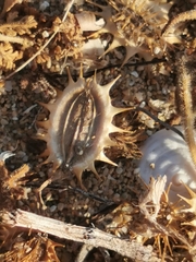Echinophora spinosa