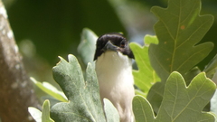Cyanopica cooki