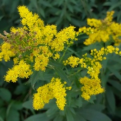 Solidago gigantea