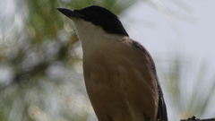 Cyanopica cooki