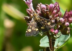 Pyrausta aurata