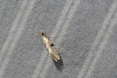 Nemapogon auropulvella