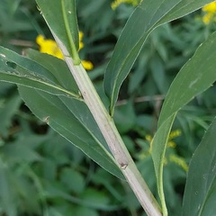 Solidago gigantea