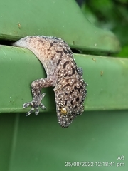 Gekko monarchus