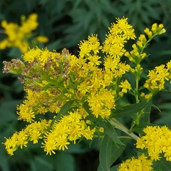 Solidago gigantea
