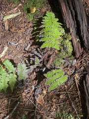 Dryopteris campyloptera