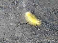 Calliteara pudibunda