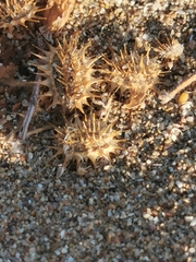 Echinophora spinosa