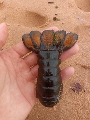 Sagmariasus verreauxi