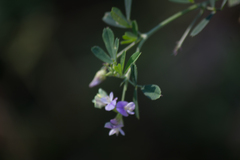 Medicago
