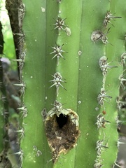 Pachycereus pecten-aboriginum