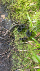 Craterellus