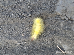 Calliteara pudibunda