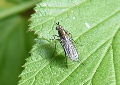 Dolichopodidae