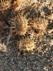 Echinophora spinosa