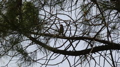 Coccothraustes coccothraustes