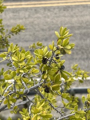 Diospyros texana