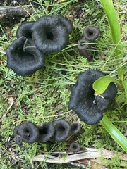 Craterellus